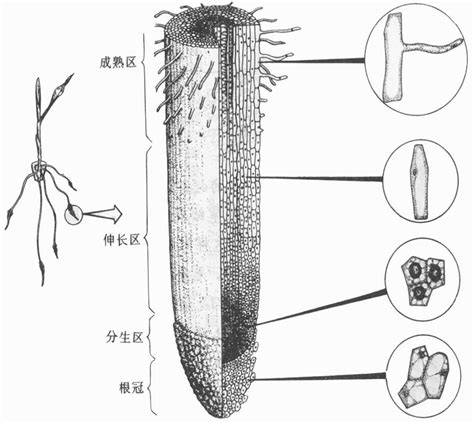 根毛是細胞嗎